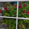 Garden Window